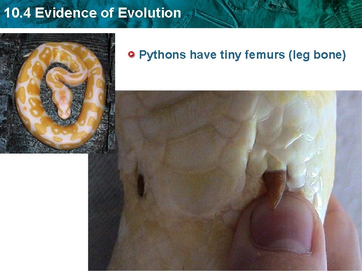 10. 4 Evidence of Evolution Pythons have tiny femurs (leg bone) 