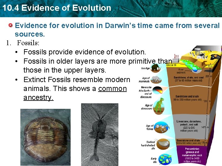 10. 4 Evidence of Evolution Evidence for evolution in Darwin’s time came from several