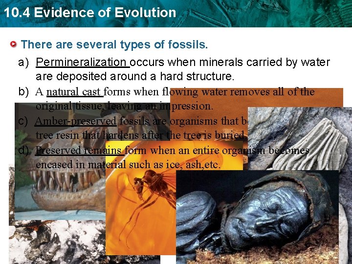 10. 4 Evidence of Evolution There are several types of fossils. a) Permineralization occurs