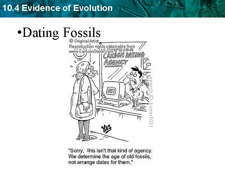 10. 4 Evidence of Evolution • Dating Fossils 