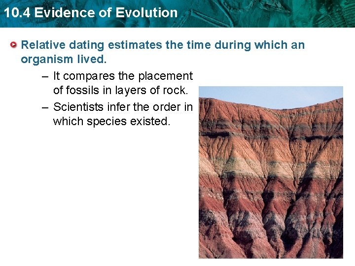 10. 4 Evidence of Evolution Relative dating estimates the time during which an organism