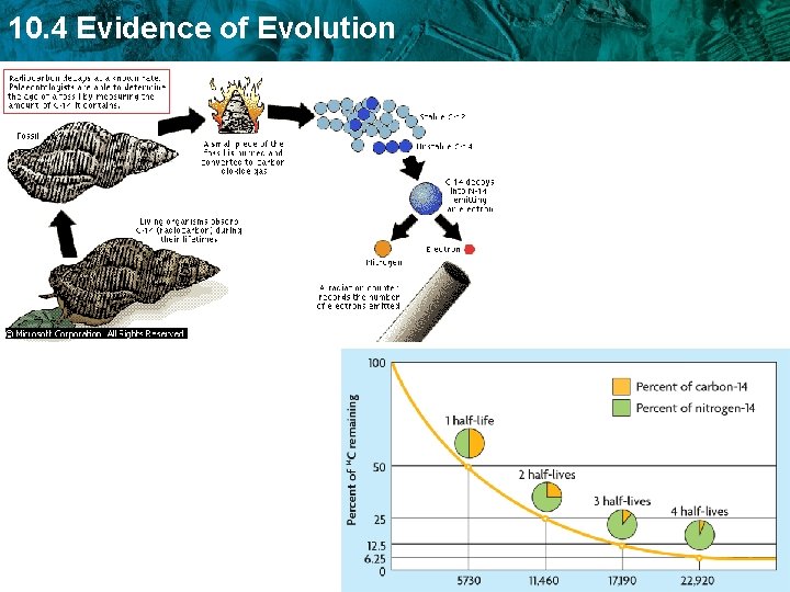 10. 4 Evidence of Evolution 