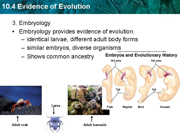 10. 4 Evidence of Evolution 3. Embryology • Embryology provides evidence of evolution. –