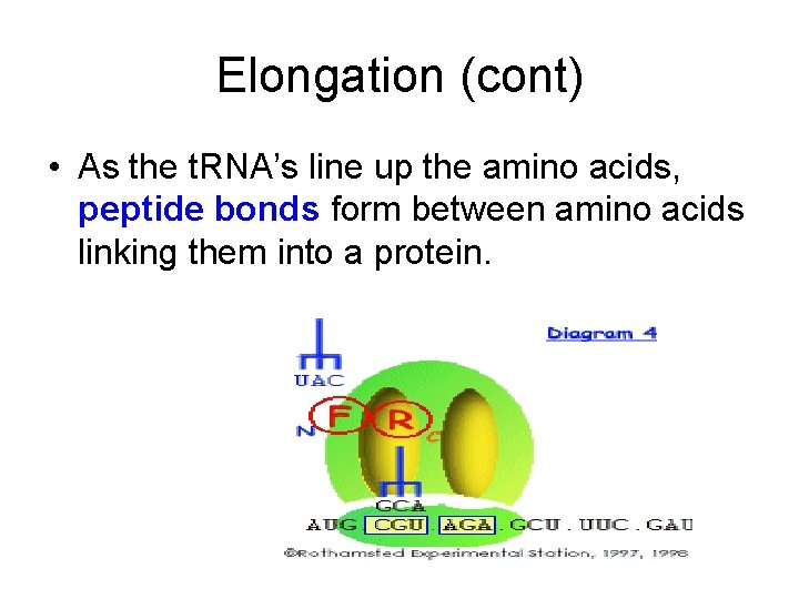 Elongation (cont) • As the t. RNA’s line up the amino acids, peptide bonds