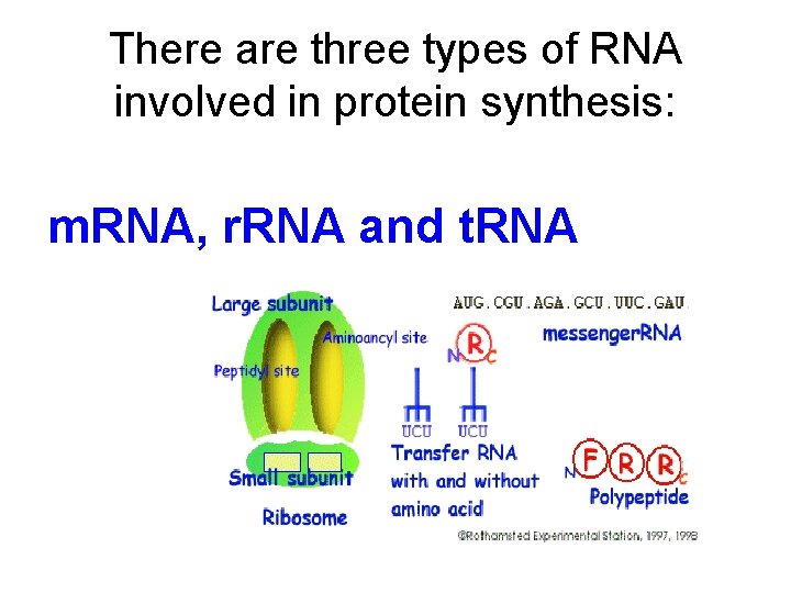 There are three types of RNA involved in protein synthesis: m. RNA, r. RNA