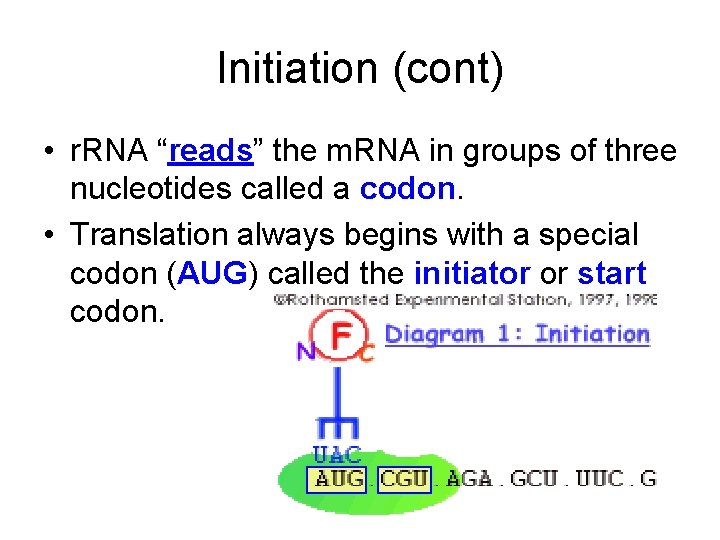 Initiation (cont) • r. RNA “reads” the m. RNA in groups of three nucleotides