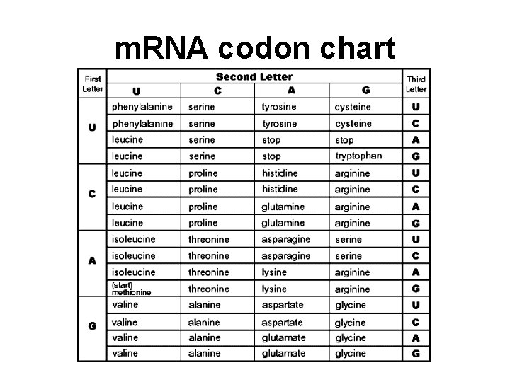 m. RNA codon chart 