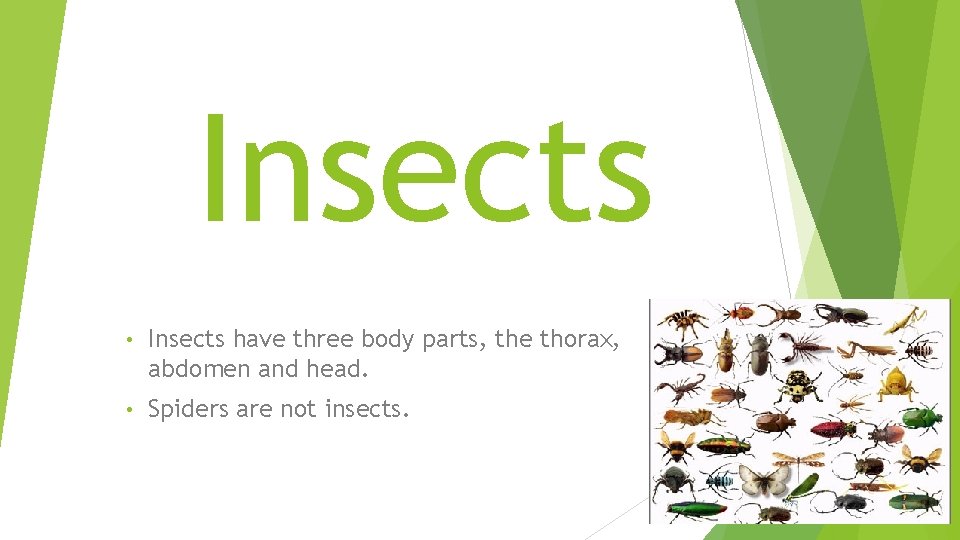 Insects • Insects have three body parts, the thorax, abdomen and head. • Spiders