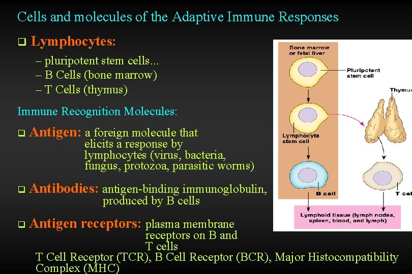 Cells and molecules of the Adaptive Immune Responses q Lymphocytes: – pluripotent stem cells.