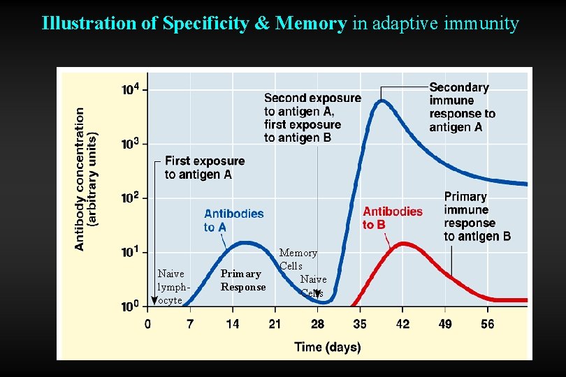 Illustration of Specificity & Memory in adaptive immunity Naive lymphocyte Primary Response Memory Cells
