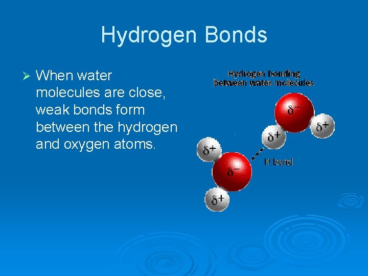 Hydrogen Bonds Ø When water molecules are close, weak bonds form between the hydrogen