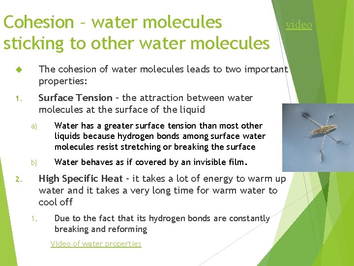 Cohesion – water molecules sticking to other water molecules video The cohesion of water