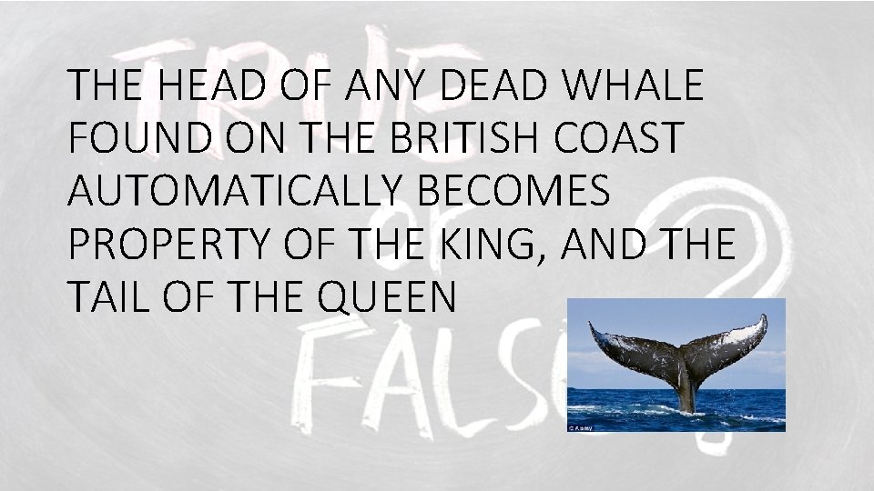 THE HEAD OF ANY DEAD WHALE FOUND ON THE BRITISH COAST AUTOMATICALLY BECOMES PROPERTY