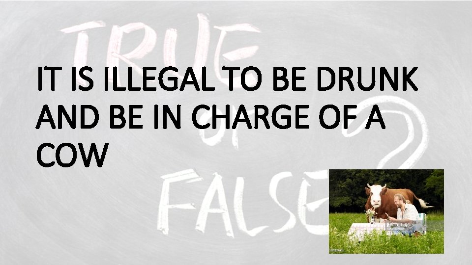 IT IS ILLEGAL TO BE DRUNK AND BE IN CHARGE OF A COW 