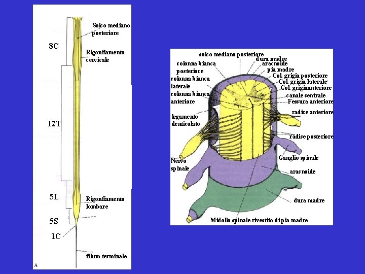 Solco mediano posteriore 8 C Rigonfiamento cervicale solco mediano posteriore dura madre colonna bianca