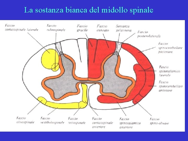 La sostanza bianca del midollo spinale 