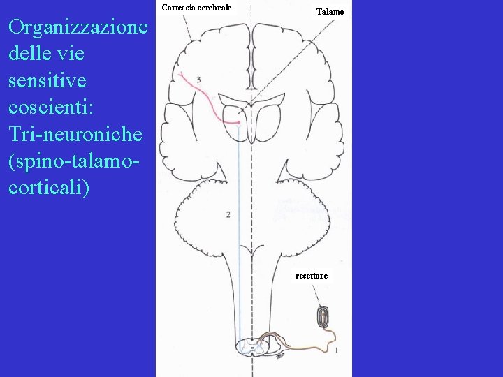 Corteccia cerebrale Organizzazione delle vie sensitive coscienti: Tri-neuroniche (spino-talamocorticali) Talamo recettore 