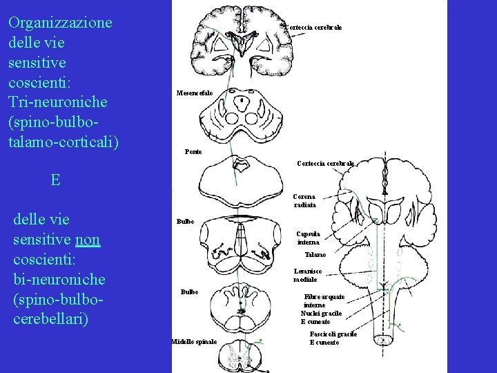 Organizzazione delle vie sensitive coscienti: Tri-neuroniche (spino-bulbotalamo-corticali) Corteccia cerebrale Mesencefalo Ponte Corteccia cerebrale E