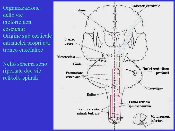 Organizzazione delle vie motorie non coscienti: Origine sub corticale dai nuclei propri del tronco