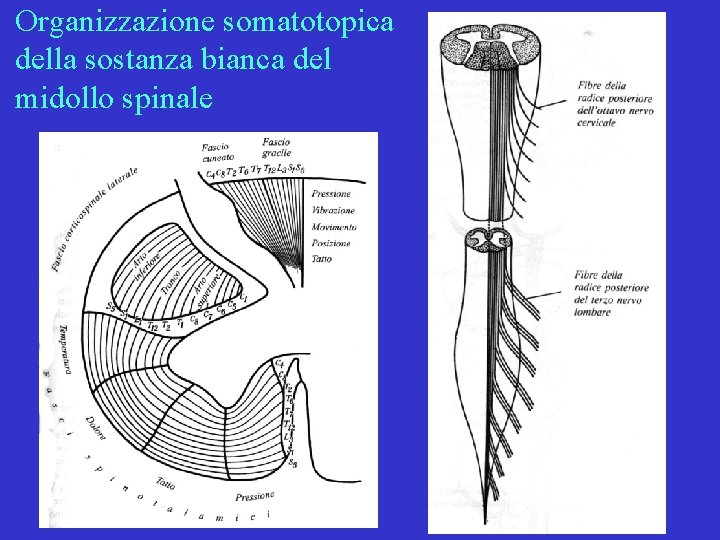 Organizzazione somatotopica della sostanza bianca del midollo spinale 