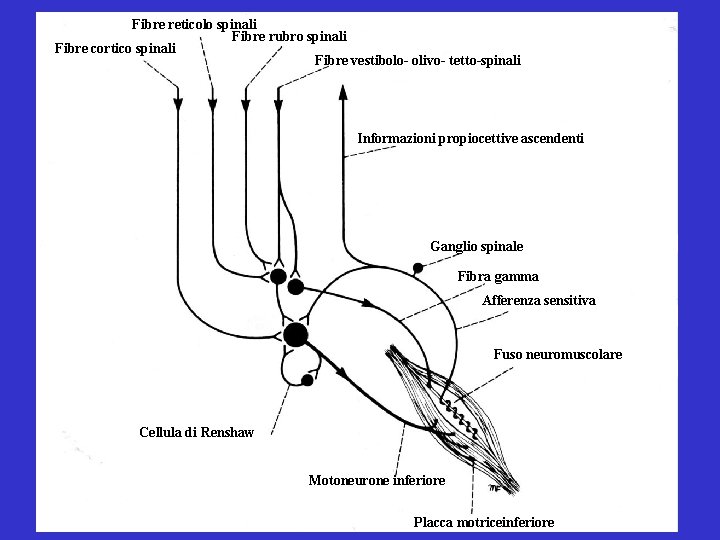 Fibre reticolo spinali Fibre rubro spinali Fibre cortico spinali Fibre vestibolo- olivo- tetto-spinali Informazioni