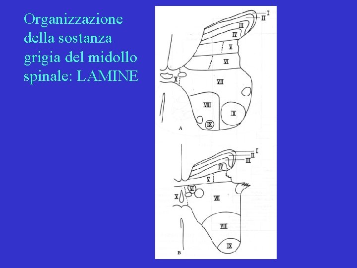 Organizzazione della sostanza grigia del midollo spinale: LAMINE 