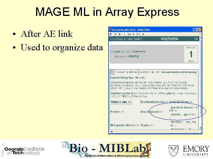 MAGE ML in Array Express • After AE link • Used to organize data