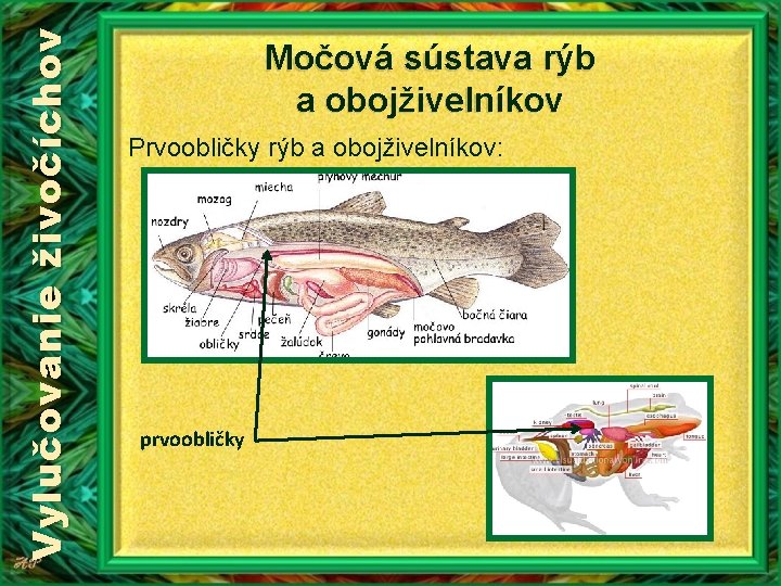 Vylučovanie živočíchov Močová sústava rýb a obojživelníkov Prvoobličky rýb a obojživelníkov: prvoobličky Vylučovanie živočíchov Močová sústava rýb a obojživelníkov Prvoobličky rýb a obojživelníkov: prvoobličky