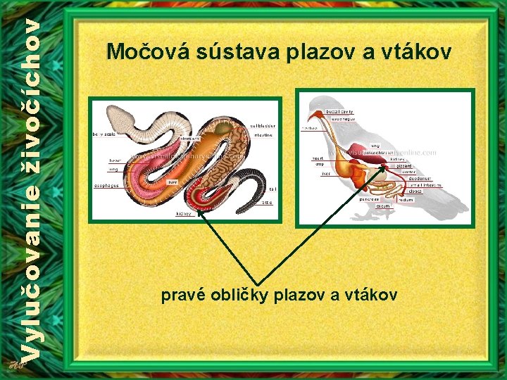 Vylučovanie živočíchov Močová sústava plazov a vtákov pravé obličky plazov a vtákov 