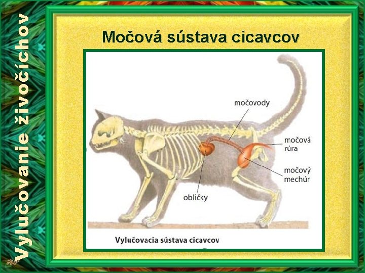 Vylučovanie živočíchov Močová sústava cicavcov Vylučovanie živočíchov Močová sústava cicavcov