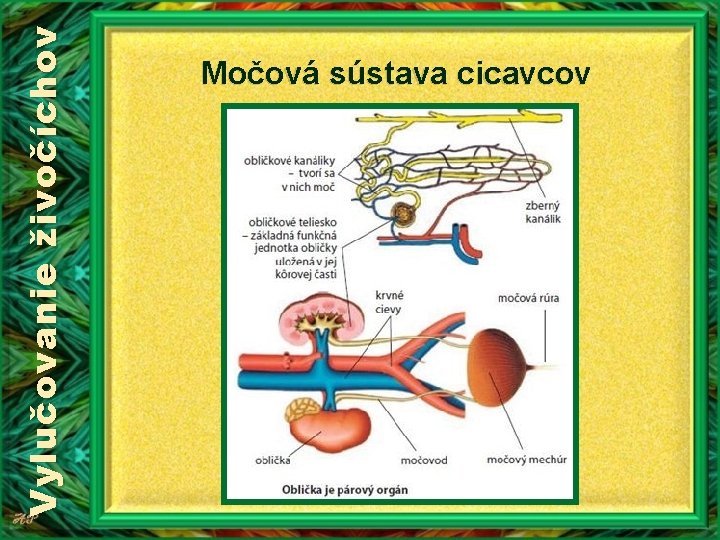 Vylučovanie živočíchov Močová sústava cicavcov Vylučovanie živočíchov Močová sústava cicavcov
