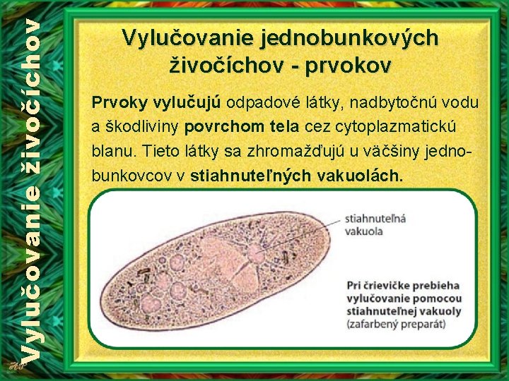 Vylučovanie živočíchov Vylučovanie jednobunkových živočíchov - prvokov Prvoky vylučujú odpadové látky, nadbytočnú vodu a