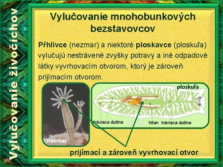 Vylučovanie živočíchov Vylučovanie mnohobunkových bezstavovcov Pŕhlivce (nezmar) a niektoré ploskavce (ploskuľa) vylučujú nestrávené zvyšky Vylučovanie živočíchov Vylučovanie mnohobunkových bezstavovcov Pŕhlivce (nezmar) a niektoré ploskavce (ploskuľa) vylučujú nestrávené zvyšky