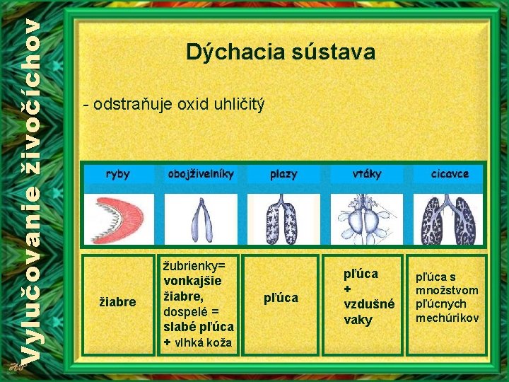 Vylučovanie živočíchov Dýchacia sústava - odstraňuje oxid uhličitý žiabre žubrienky= vonkajšie žiabre, dospelé =