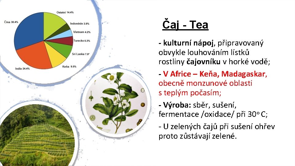 Čaj - Tea - kulturní nápoj, připravovaný obvykle louhováním lístků rostliny čajovníku v horké