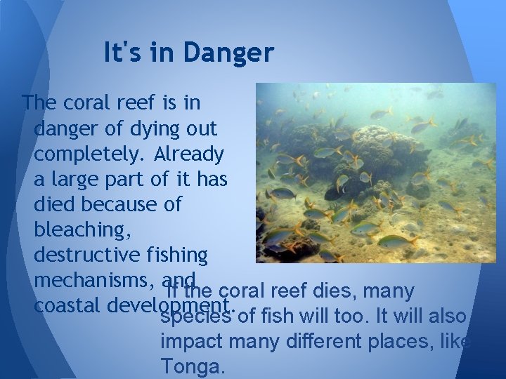 It's in Danger The coral reef is in danger of dying out completely. Already