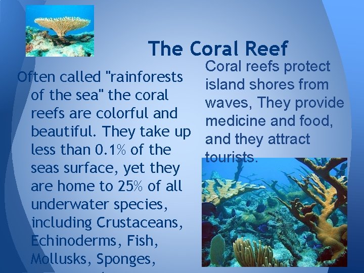 The Coral Reef Coral reefs protect Often called "rainforests island shores from of the