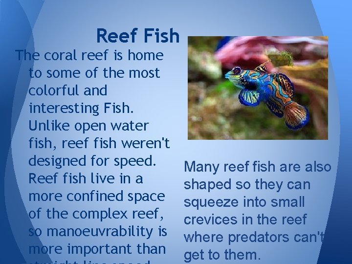 Reef Fish The coral reef is home to some of the most colorful and