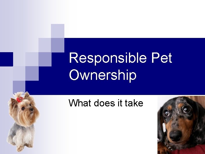 Responsible Pet Ownership What does it take 