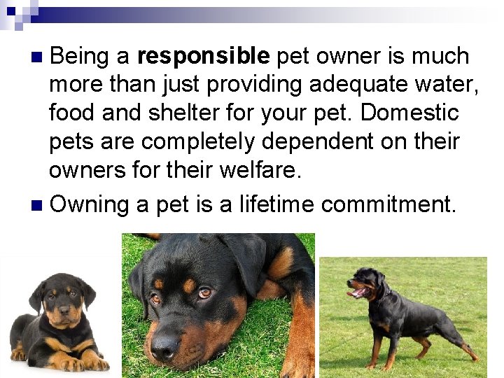 n Being a responsible pet owner is much more than just providing adequate water,