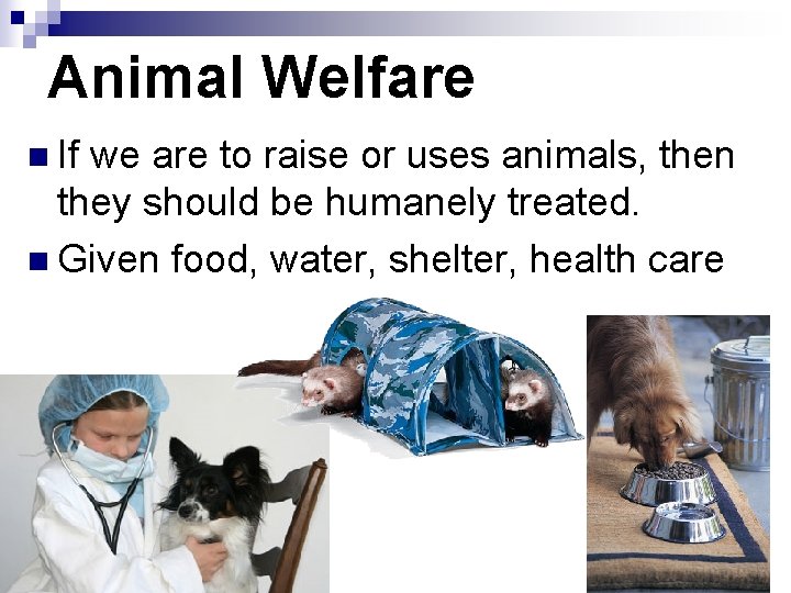 Animal Welfare n If we are to raise or uses animals, then they should