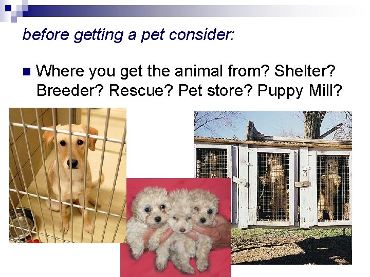 before getting a pet consider: n Where you get the animal from? Shelter? Breeder?