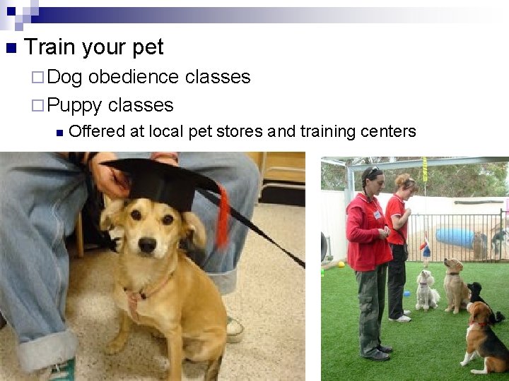 n Train your pet ¨ Dog obedience classes ¨ Puppy classes n Offered at