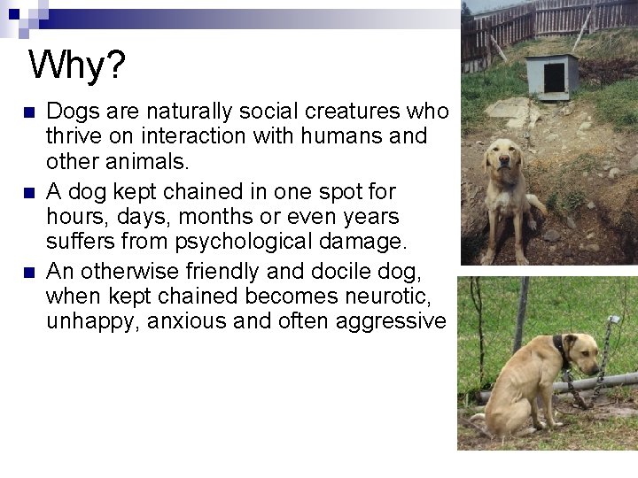 Why? n n n Dogs are naturally social creatures who thrive on interaction with