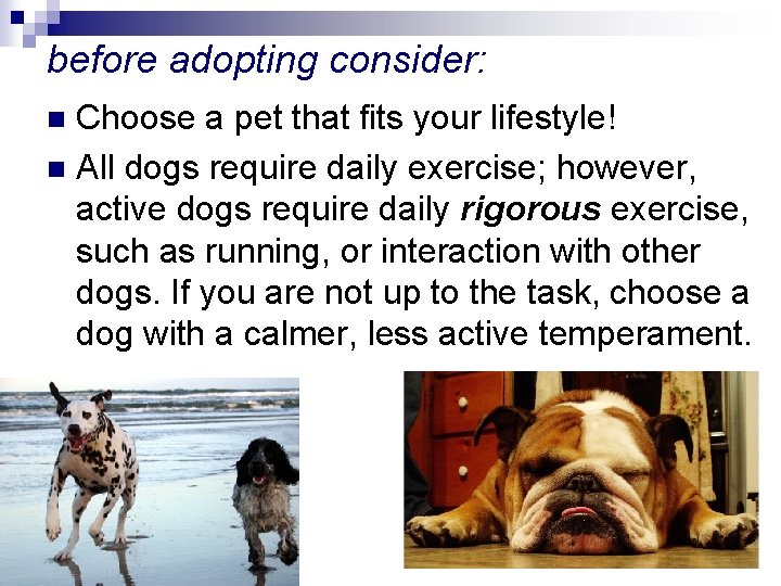 before adopting consider: Choose a pet that fits your lifestyle! n All dogs require