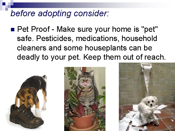 before adopting consider: n Pet Proof - Make sure your home is "pet" safe.