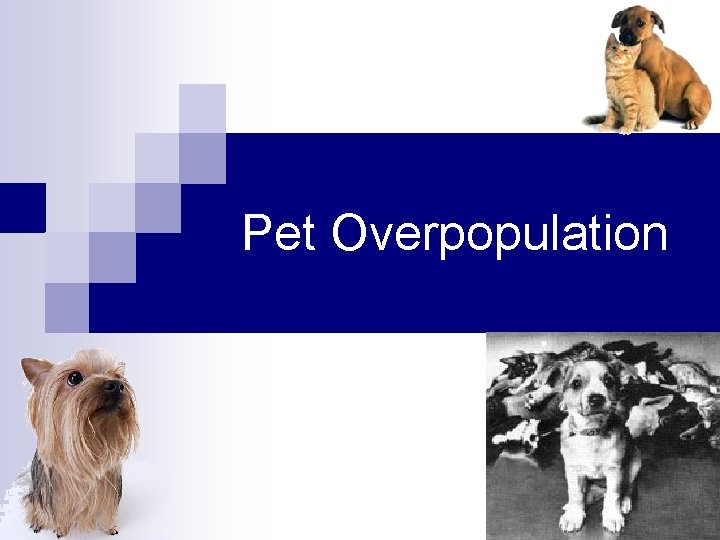 Pet Overpopulation 