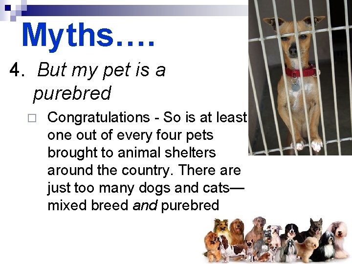 Myths…. 4. But my pet is a purebred ¨ Congratulations - So is at