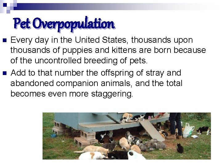 Pet Overpopulation n n Every day in the United States, thousands upon thousands of