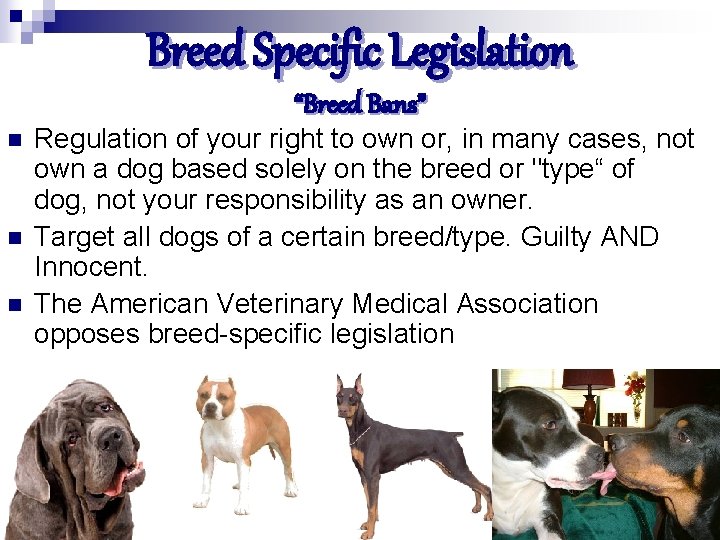 Breed Specific Legislation “Breed Bans” n n n Regulation of your right to own